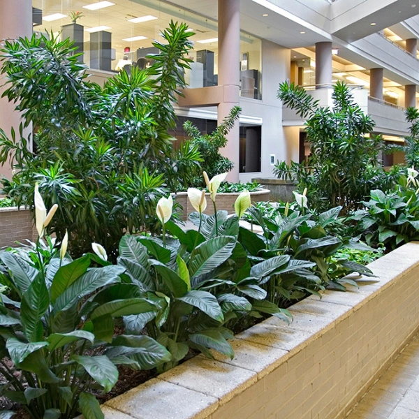 Atrium Planters